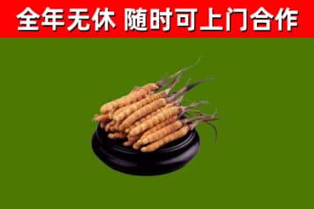 江门回收散虫草